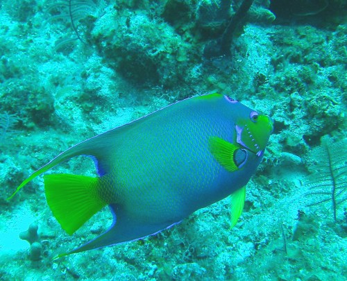 SeaLife DC1400