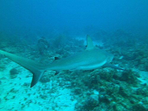 SeaLife DC1400
