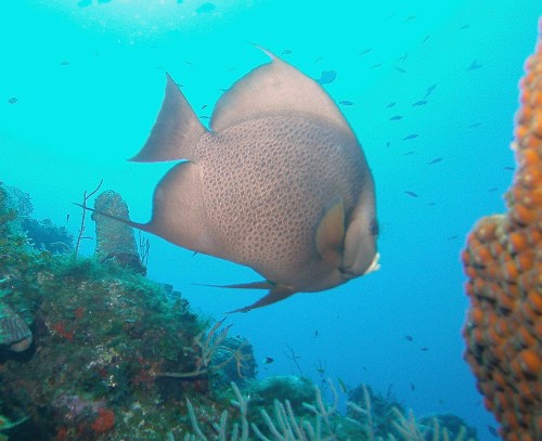 SeaLife DC1400