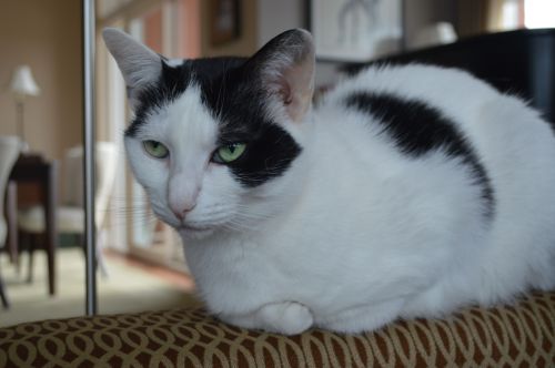 Isabelle, a/k/a Izzie, "The Wild One"