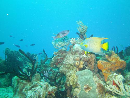 SeaLife DC1400