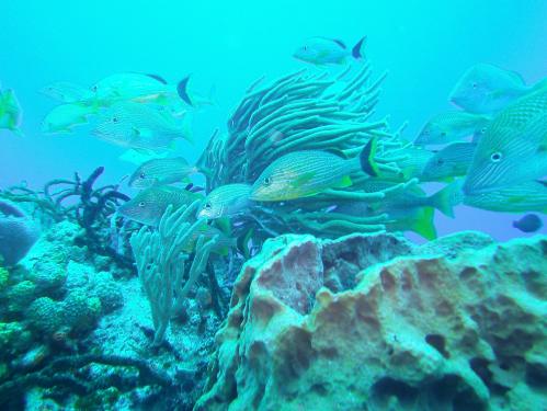 SeaLife DC1400
