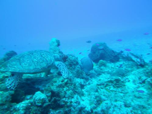 SeaLife DC1400