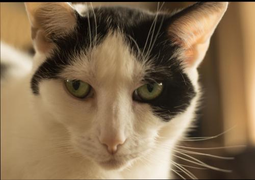 Isabel -- the mysterious one