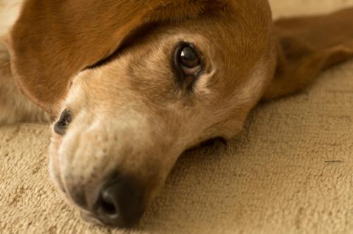 Stuart -- the best dog