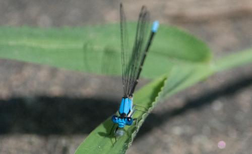 14 06 14_9977_edited-2