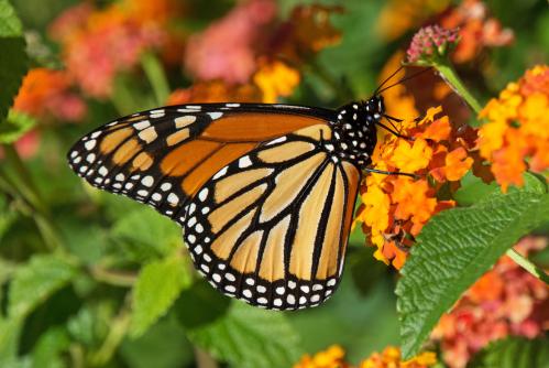 A monarch in downtown Raleigh, October 8, 2014