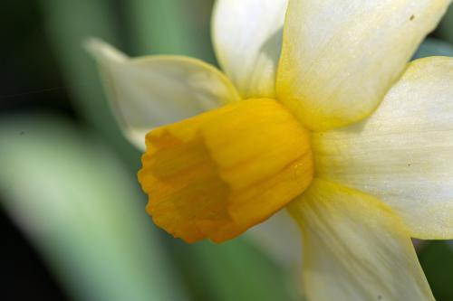 Daffodil, Raulston Arboretum, March 21, 2015