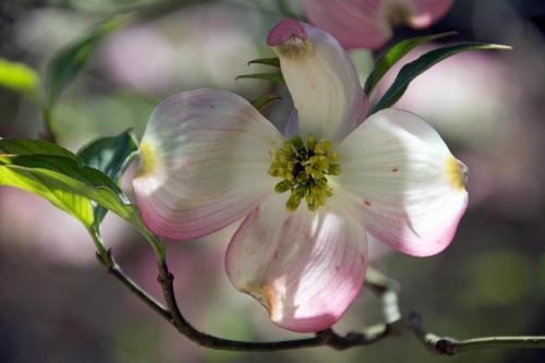 Dogwood at Duke Gardens, April 12, 2015