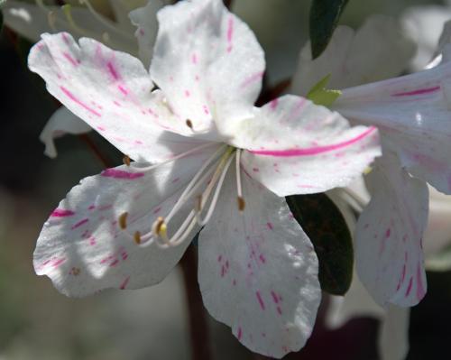 Azalea at Duke Gardens