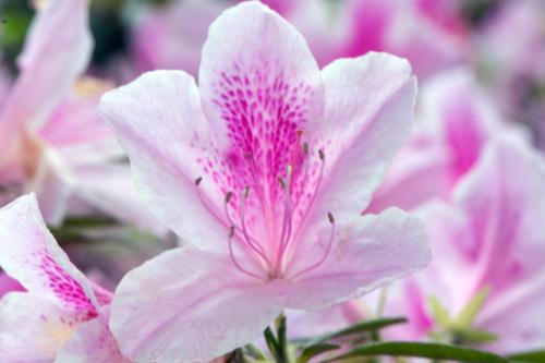 Azalea at Duke Gardens, April 25, 2015