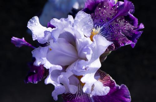 15 05 02_5011_edited-1