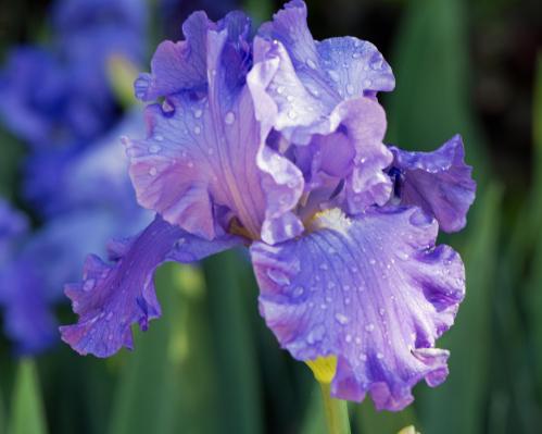 Iris, Raulston Arboretum, May 2, 2015