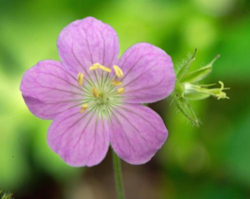 Swift Creek Bluffs, May 2, 2015
