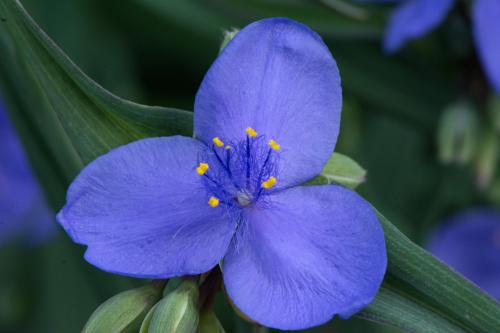 Raulston Arboretum, Raleigh, NC  May 9, 2015
