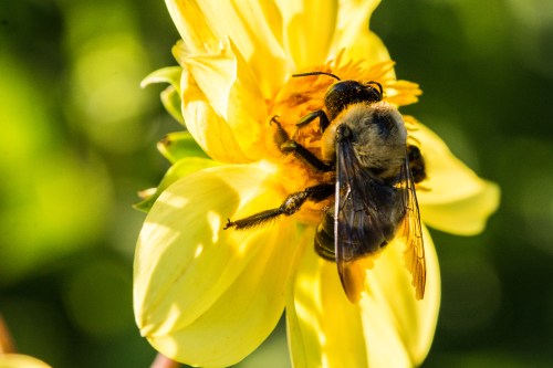 At Raulston Arboretum