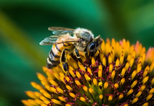 At Fletcher Park, Saturday morning