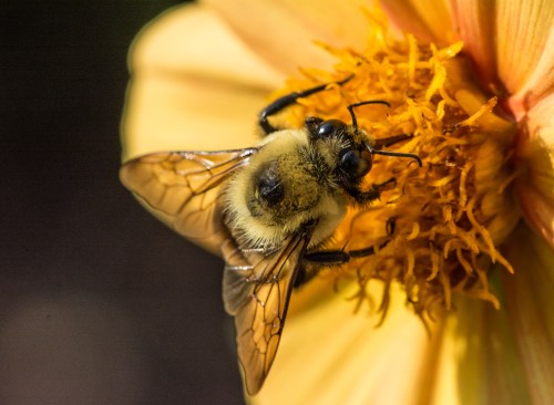 Raulston 6-12-15-0062