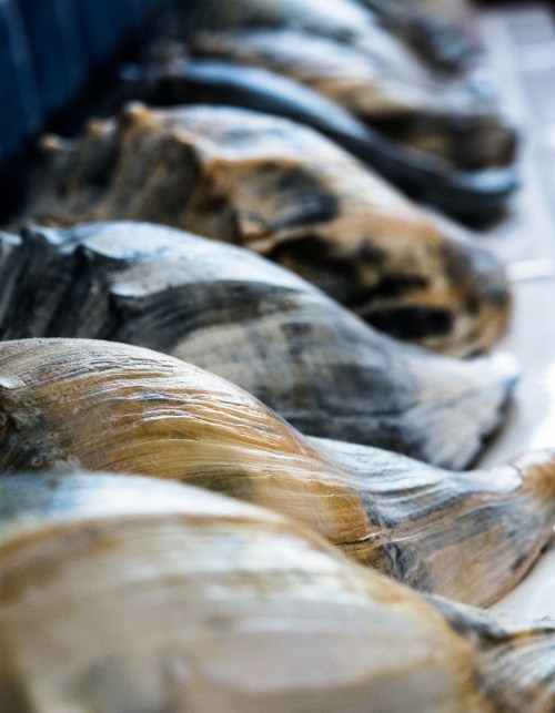 Corolla day three-0449