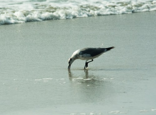 Corolla day two-0356