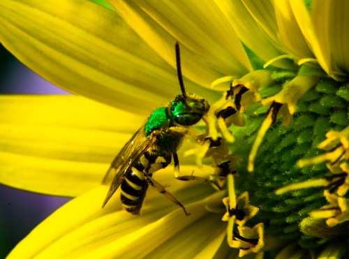 At Raulston Arboretum, July 18, 2015