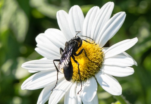 Raulston Arboretum-1514