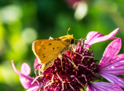 Raulston Arboretum-1523