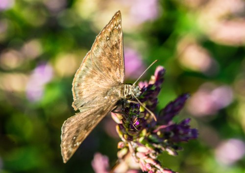 Raulston Arboretum-1542