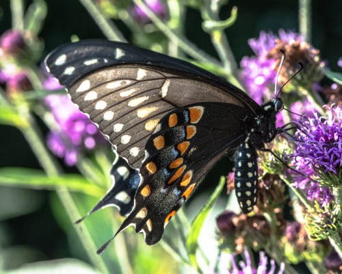 Raulston Arboretum, July 24, 2015