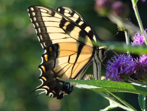 Raulston Arboretum-1577