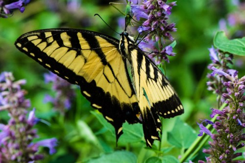 RTillerbutterfly (1 of 1)-2