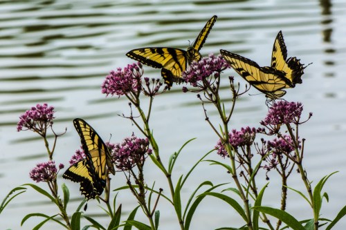 RTillerbutterfly (1 of 1)-2