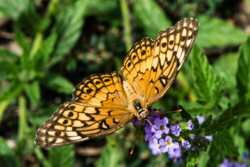 RTillerbutterfly (1 of 1)-3