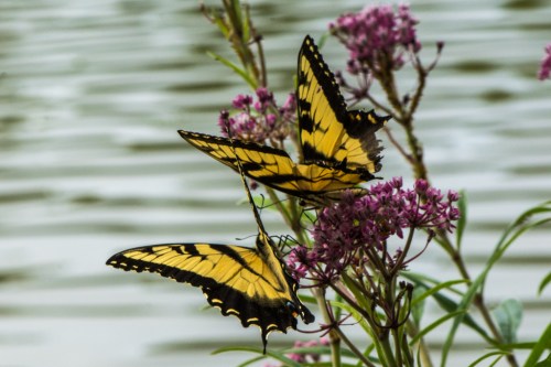 RTillerbutterfly (1 of 1)-3