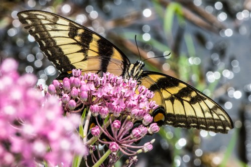 RTillerbutterfly (1 of 1)-5