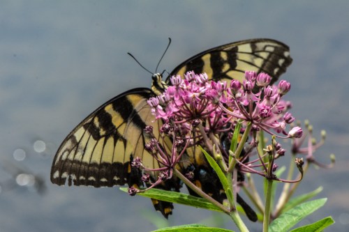 RTillerbutterfly (1 of 1)-6