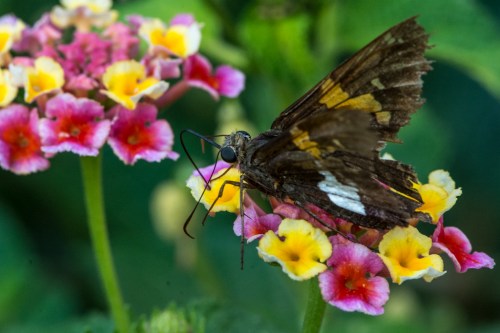 RTillerbutterfly (1 of 1)