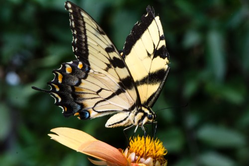 RTillerbutterfly (1 of 1)