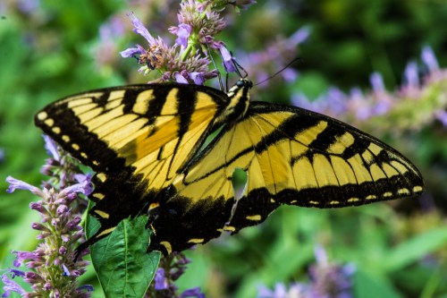 RTillerbutterfly (4 of 7)