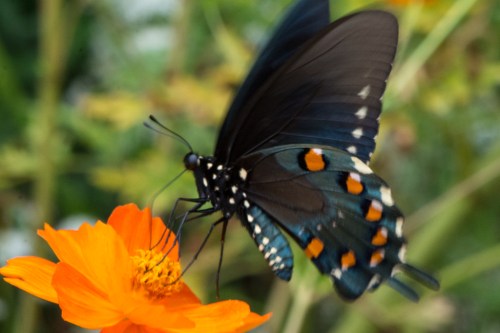 A spicebush swallowtail at Ralston Arboretum on September 11, 2015