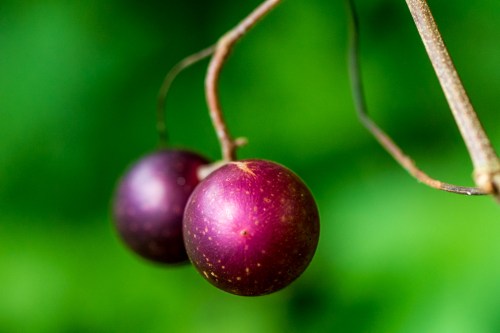 In Durant Park, 5 September 2015, 11:30 a.m.