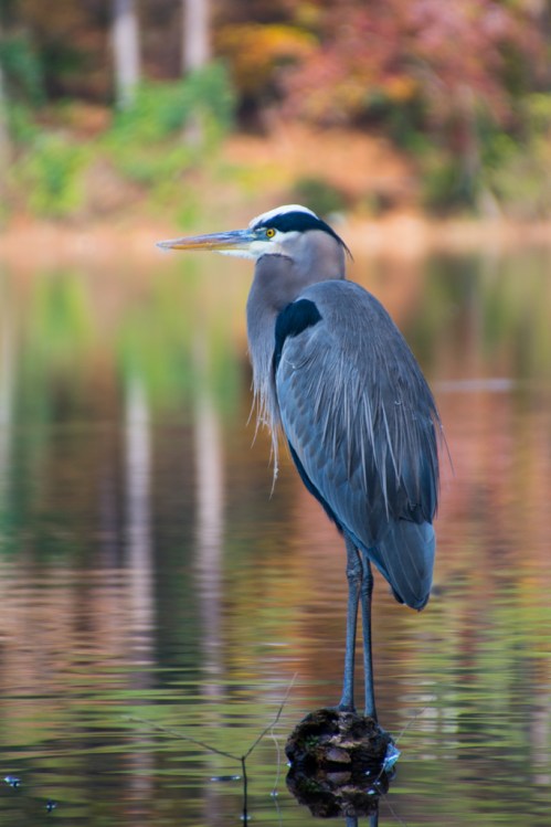 Great blue heron at Shelley Lake, November 15, 2015