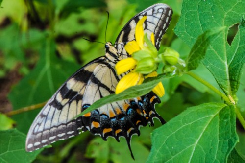 Wrightsville divingBug 1-2