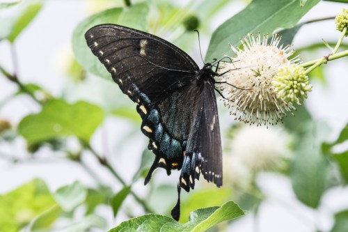 Wrightsville divingBug 1-4