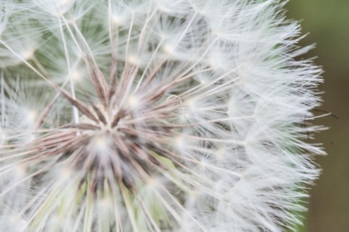 Wrightsville divingBug 1-4