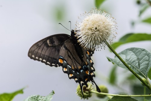 Wrightsville divingBug 1-5