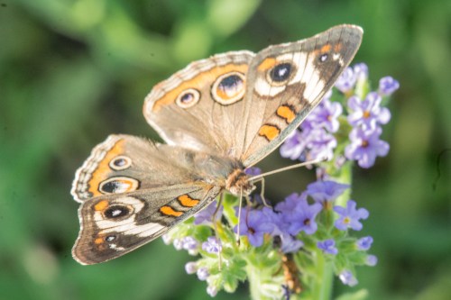 Wrightsville divingBug 1-6