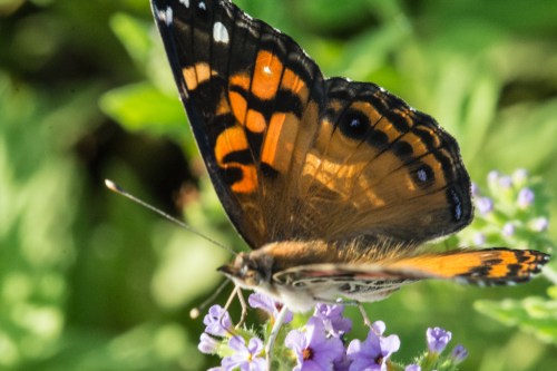 Wrightsville divingBug 1-7