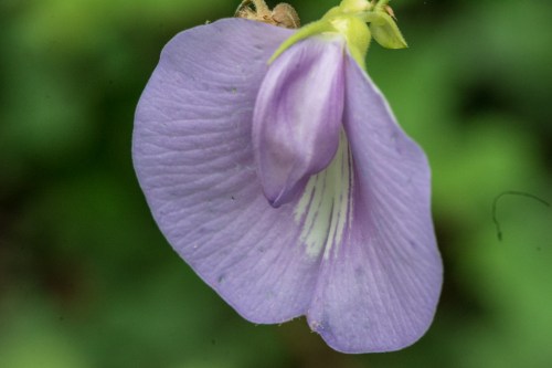 Wrightsville divingBug 1-8