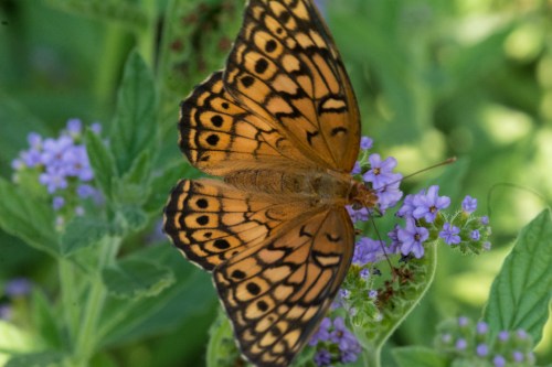 Wrightsville divingBug 1-9